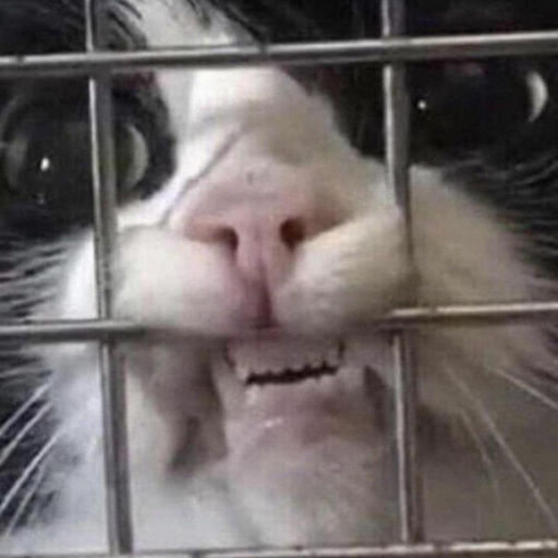 Coach profile image - wcolborne - Tredict